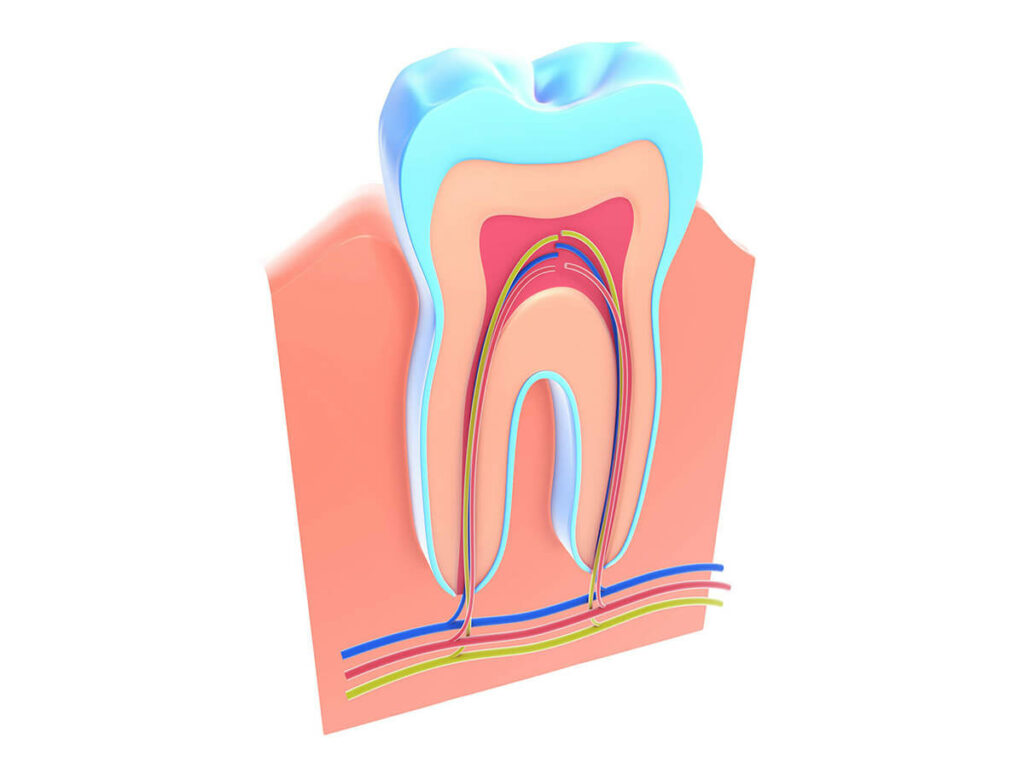 visual mockup of the inside of a tooth